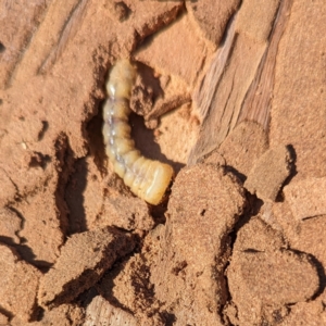 Cerambycidae (family) at suppressed - 31 Mar 2024