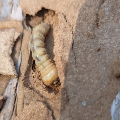 Cerambycidae (family) at suppressed - 31 Mar 2024