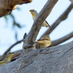 Pardalotus striatus (Striated Pardalote) at Whitlam, ACT - 30 Mar 2024 by JimL