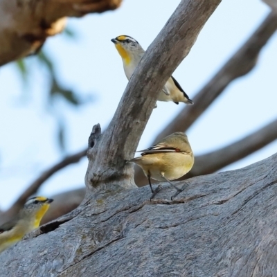 Pardalotus striatus (Striated Pardalote) at Molonglo River Reserve - 30 Mar 2024 by JimL