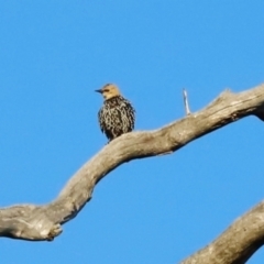 Sturnus vulgaris (Common Starling) at Molonglo River Reserve - 31 Mar 2024 by JimL