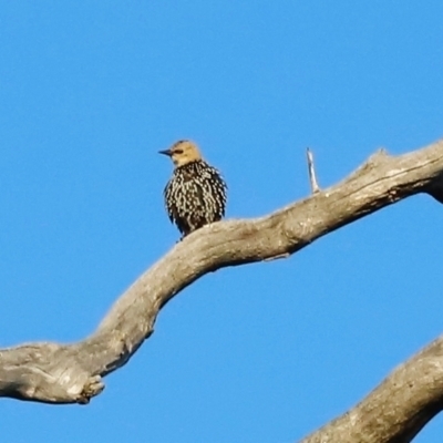 Sturnus vulgaris (Common Starling) at Molonglo River Reserve - 31 Mar 2024 by JimL