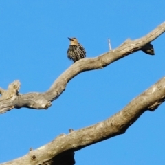 Sturnus vulgaris at Kama - 31 Mar 2024