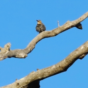 Sturnus vulgaris at Kama - 31 Mar 2024