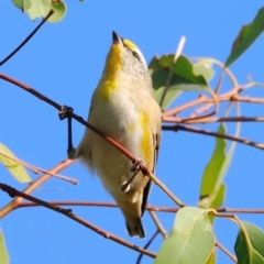 Pardalotus striatus (Striated Pardalote) at Molonglo River Reserve - 31 Mar 2024 by JimL