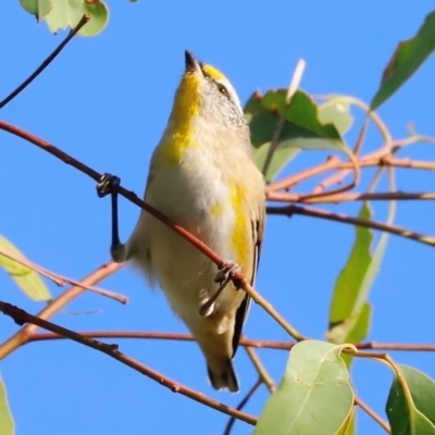 Pardalotus striatus (Striated Pardalote) at Molonglo River Reserve - 31 Mar 2024 by JimL
