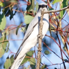 Coracina novaehollandiae (Black-faced Cuckooshrike) at Molonglo River Reserve - 31 Mar 2024 by JimL