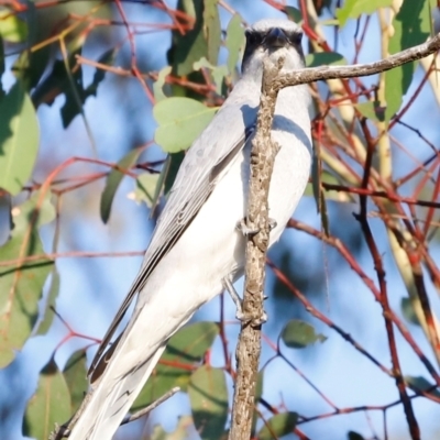 Coracina novaehollandiae (Black-faced Cuckooshrike) at Molonglo River Reserve - 31 Mar 2024 by JimL