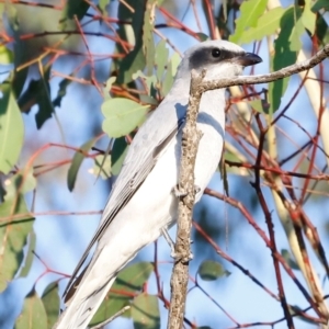 Coracina novaehollandiae at Molonglo River Reserve - 31 Mar 2024