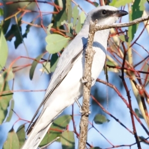 Coracina novaehollandiae at Molonglo River Reserve - 31 Mar 2024