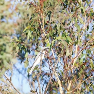 Coracina novaehollandiae at Molonglo River Reserve - 31 Mar 2024 08:28 AM