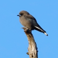 Artamus cyanopterus (Dusky Woodswallow) at Molonglo River Reserve - 30 Mar 2024 by JimL