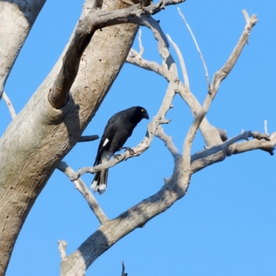 Strepera graculina (Pied Currawong) at Whitlam, ACT - 30 Mar 2024 by JimL