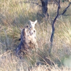 Macropus giganteus (Eastern Grey Kangaroo) at Molonglo River Reserve - 30 Mar 2024 by JimL