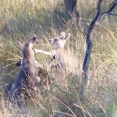 Macropus giganteus at Molonglo River Reserve - 31 Mar 2024 09:04 AM