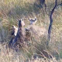 Macropus giganteus at Molonglo River Reserve - 31 Mar 2024 09:04 AM