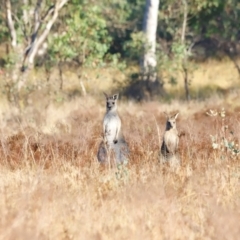 Macropus giganteus at Molonglo River Reserve - 31 Mar 2024 09:04 AM