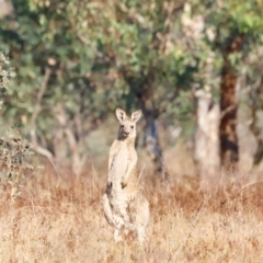 Macropus giganteus at Molonglo River Reserve - 31 Mar 2024 09:04 AM