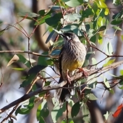 Anthochaera carunculata (Red Wattlebird) at Kama - 31 Mar 2024 by JimL