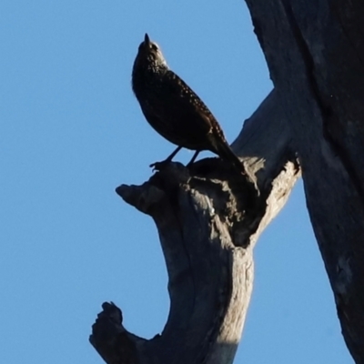 Sturnus vulgaris (Common Starling) at Kama - 30 Mar 2024 by JimL