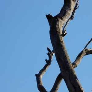 Sturnus vulgaris at Molonglo River Reserve - 31 Mar 2024 09:25 AM