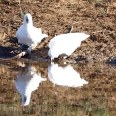 Cacatua galerita (Sulphur-crested Cockatoo) at Molonglo River Reserve - 31 Mar 2024 by JimL