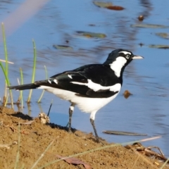 Grallina cyanoleuca (Magpie-lark) at Kama - 30 Mar 2024 by JimL