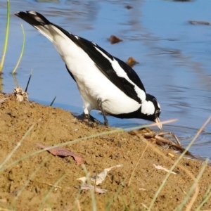 Grallina cyanoleuca at Molonglo River Reserve - 31 Mar 2024 09:19 AM