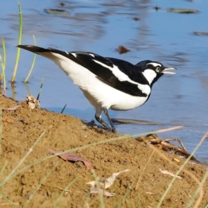 Grallina cyanoleuca at Molonglo River Reserve - 31 Mar 2024 09:19 AM