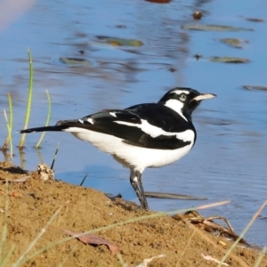 Grallina cyanoleuca at Molonglo River Reserve - 31 Mar 2024 09:19 AM