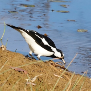 Grallina cyanoleuca at Molonglo River Reserve - 31 Mar 2024 09:19 AM