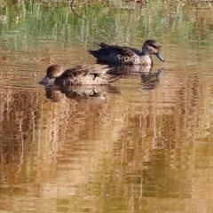Anas gracilis (Grey Teal) at Kama - 31 Mar 2024 by JimL