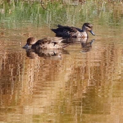 Anas gracilis (Grey Teal) at Kama - 30 Mar 2024 by JimL