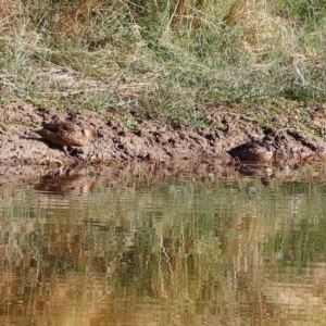 Anas gracilis at Molonglo River Reserve - 31 Mar 2024