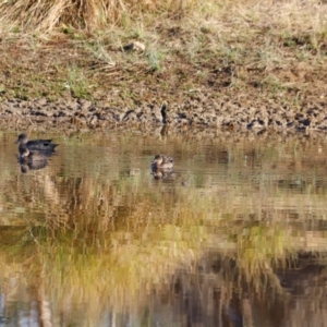 Anas gracilis at Molonglo River Reserve - 31 Mar 2024