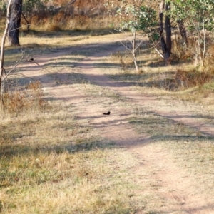 Rhipidura leucophrys at Kama - 31 Mar 2024