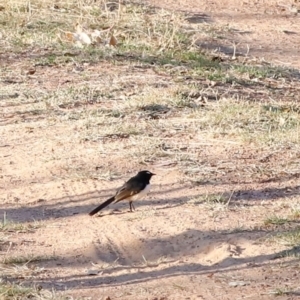 Rhipidura leucophrys at Kama - 31 Mar 2024