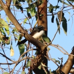 Rhipidura leucophrys at Kama - 31 Mar 2024