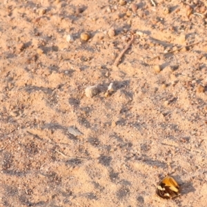 Rhipidura leucophrys at Kama - 31 Mar 2024