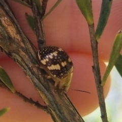 Paropsis pictipennis (Tea-tree button beetle) at Bungendore, NSW - 31 Mar 2024 by clarehoneydove