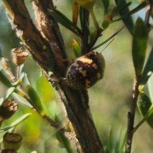 Paropsis pictipennis at QPRC LGA - suppressed