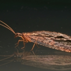 Stenosmylus stenopterus (An Osmylid Lacewing) at Ainslie, ACT - 30 Mar 2024 by jb2602