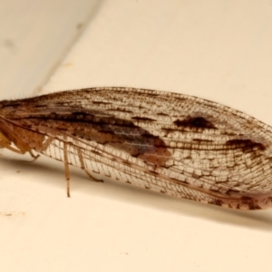 Stenosmylus stenopterus at Ainslie, ACT - 30 Mar 2024