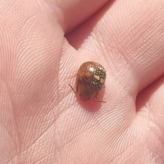 Paropsis pictipennis (Tea-tree button beetle) at QPRC LGA - 31 Mar 2024 by clarehoneydove