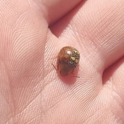 Paropsis pictipennis (Tea-tree button beetle) at Bungendore, NSW - 31 Mar 2024 by clarehoneydove