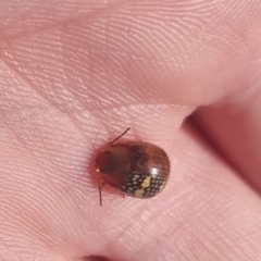 Paropsis pictipennis at QPRC LGA - suppressed