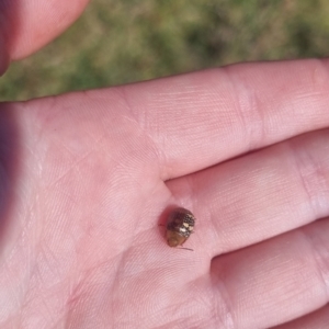 Paropsis pictipennis at QPRC LGA - suppressed