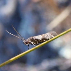 Lasiosticha opimella (Phycitinae) at Aranda Bushland - 31 Mar 2024 by CathB