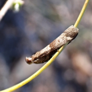 Lasiosticha opimella at Aranda Bushland - 31 Mar 2024