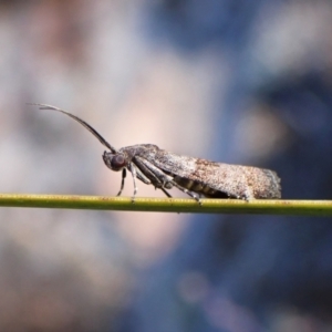 Lasiosticha opimella at Aranda Bushland - 31 Mar 2024